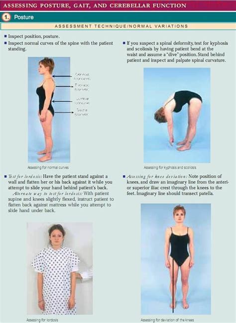 Anatomy And Physiology Of Musculoskeletal System Assessment Of The