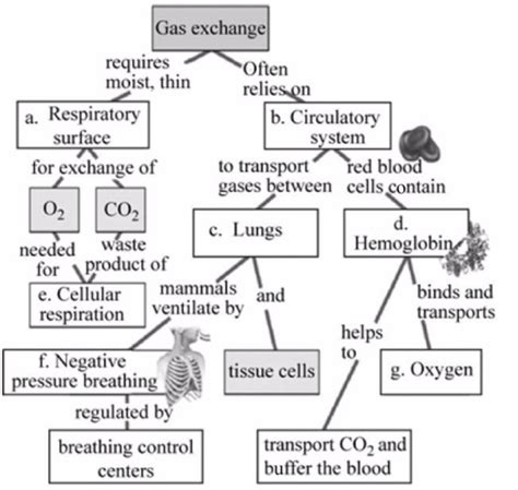 Gas Exchange Concept Map Cristy Claudetta