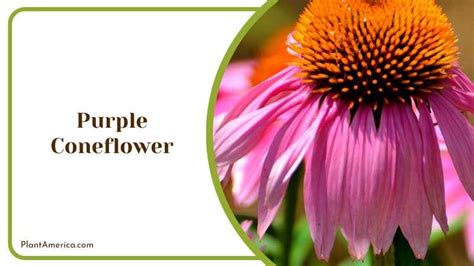 16 Coneflower Varieties That You Never Knew Existed - Plant America