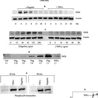 Flagellin Induces More Inos Expression In Epithelial Cells Than Does