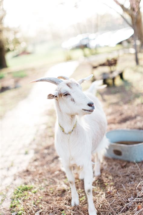 Private Farm Dinners — Elodie Farms