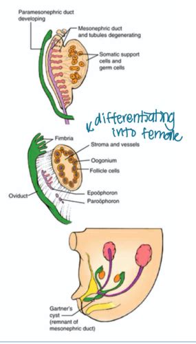 Patho Female Reproductive Biology Reproductive Disorders Pittman