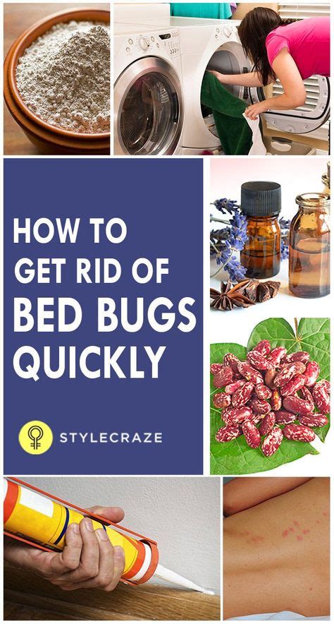 30 Best Bed Bugs Remedies For House Images Bed Bugs Bed Bug Remedies Bugs