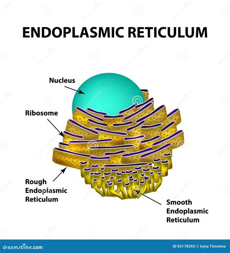 Reticulum Cartoons, Illustrations & Vector Stock Images - 392 Pictures to download from ...