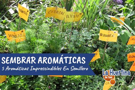 Como Hacer Semillero De Aromaticas La Huertina De Toni