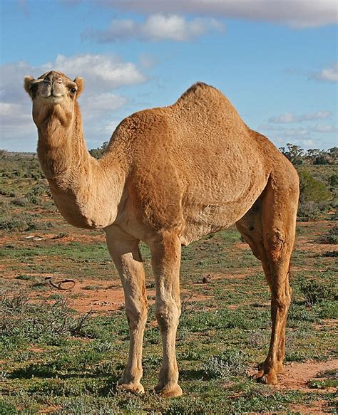 Dromedário É Um Animal - Dromedário – Wikipédia, a enciclopédia livre