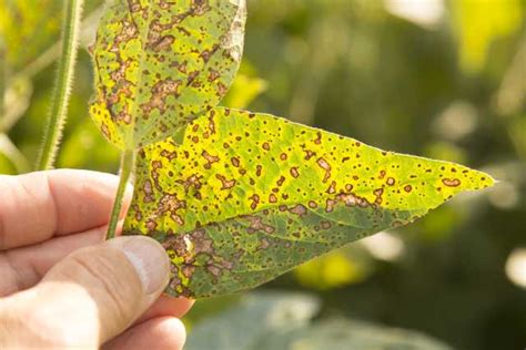 Septoria Brown Spot Frogeye Leaf Spot Among Troublesome Diseases In