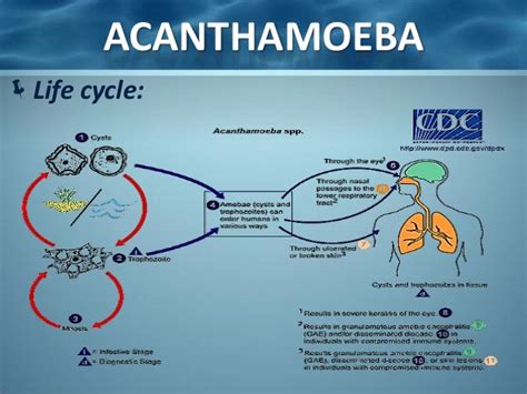 Acanthamoeba