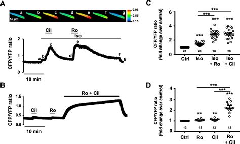 Synergic Pde3 And Pde4 Control Intracellular Camp And Cardiac