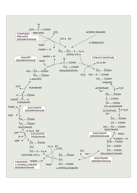 Ciclo De Krebs Facil