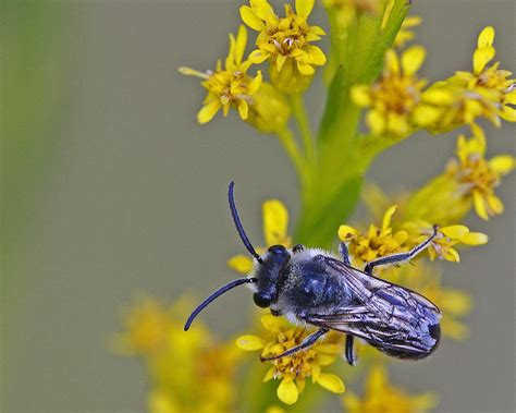 Webinar Florida S Native Bees Biology Identification And