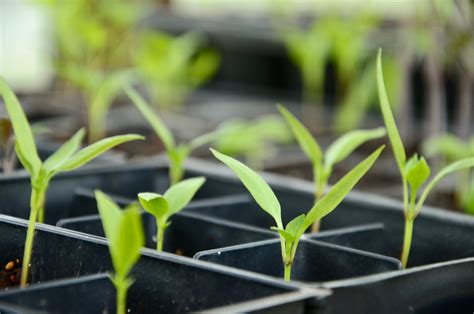 Mini horta como plantar vegetais pouco espaço eCycle