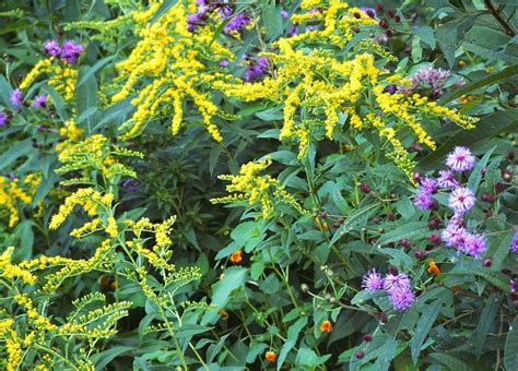 Canada Goldenrod Solidago Canadensis