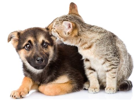 Pamper Your Pooch: 7 Essential Steps To Give Your Dog A Spa Day