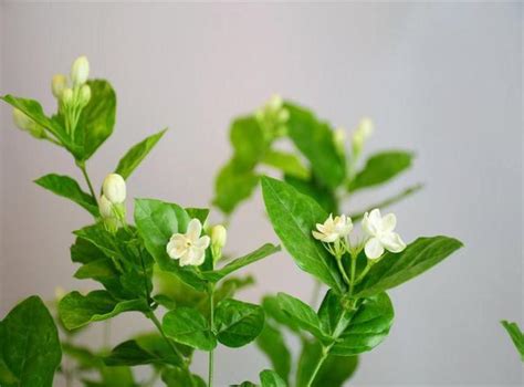 茉莉花的養殖方法學會這些讓你的茉莉花花開滿盆 每日頭條