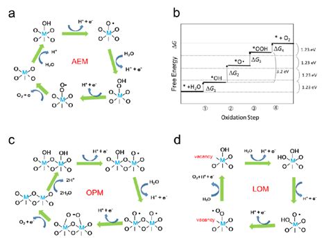 Schematic Illustration Of Simplified Oer Mechanisms A Adsorbate