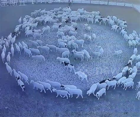 Watch Mysterious Video Shows A Large Flock Of Sheep That Has Been