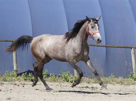 Pouliche Dsa Endurance ANIMAUX Mars Clasf