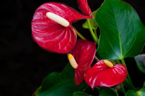 Red Anthuriums Welcome To