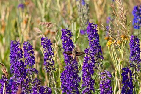 Hummingbird Moth Hyles Lineata Feeding On Silvery Lupine Lupinus