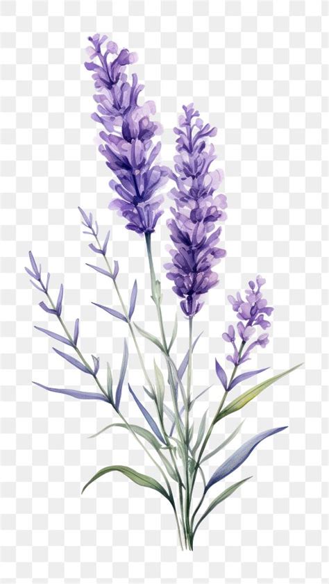 PNG Lavender Blossom Flower Plant Premium PNG Rawpixel