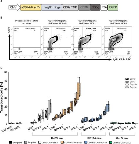 Frontiers Cd44v6 Specific Car Nk Cells For Targeted Immunotherapy Of