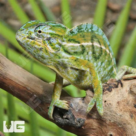 Carpet Chameleons For Sale - Underground Reptiles