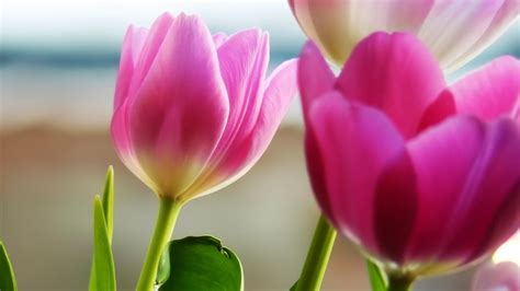 Desktop Wallpaper Gallery HD Notebook Beautiful pink tulips