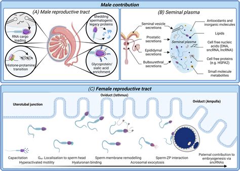 Frontiers New Horizons In Human Sperm Selection For Assisted Reproduction