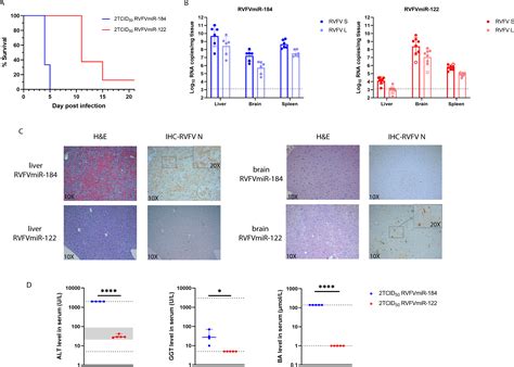 Limiting Viral Replication In Hepatocytes Alters Rift Valley Fever