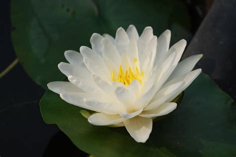 Selective Focus Photography Of White Petaled Flower White Lotus Hd