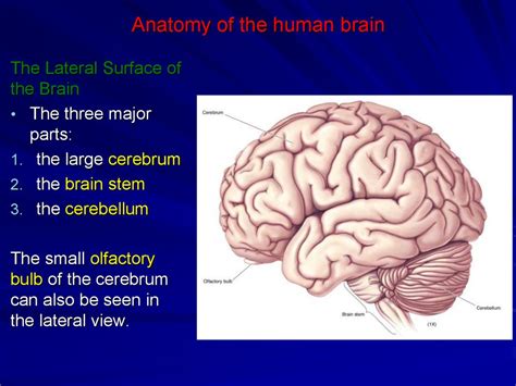 Brain Anatomy