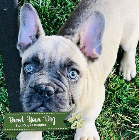 Lilac French Bulldog Stud Dog In Co United States Breed Your Dog