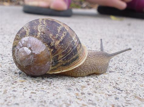 Snail Free Photo Download | FreeImages