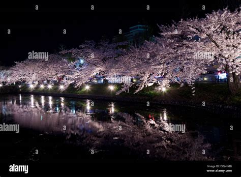 Matsumoto Castle And Cherry Blossoms Stock Photo Alamy