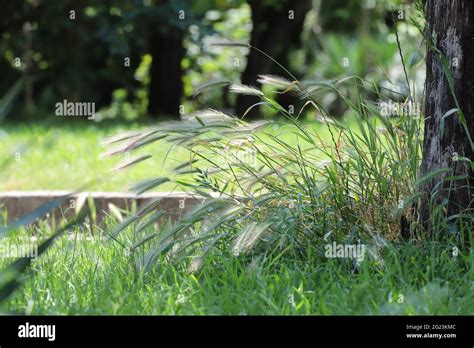 Dangerous grass awns in nature Stock Photo - Alamy