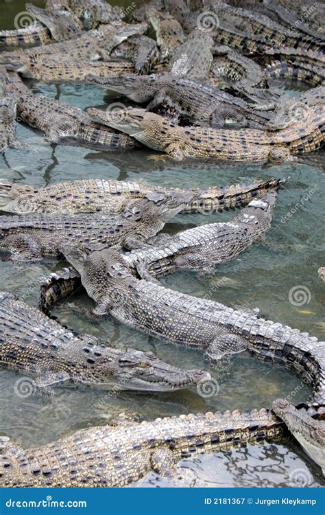 Crocodiles Stock Image Image Of Carnivorous Wildlife 2181367