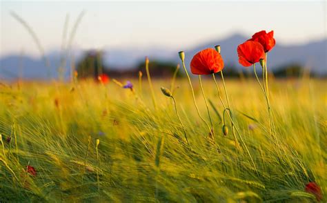 Imagem Flor Do Campo - Mais de 800.000 imagens grátis de Flores Do Campo e Campo - Pixabay