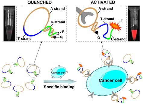 Activatable Aptamer Probe For Contrast Enhanced In Vivo Cancer Imaging