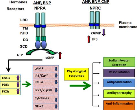 Representation Of Hormone Specificity And Physiological And