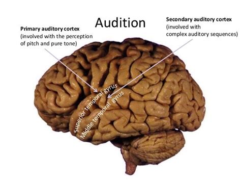 Neurobiology of auditory hallucinations