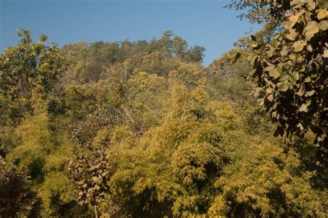 Forest In Bandhavgarh National Park Madhya Pradesh Stock Image