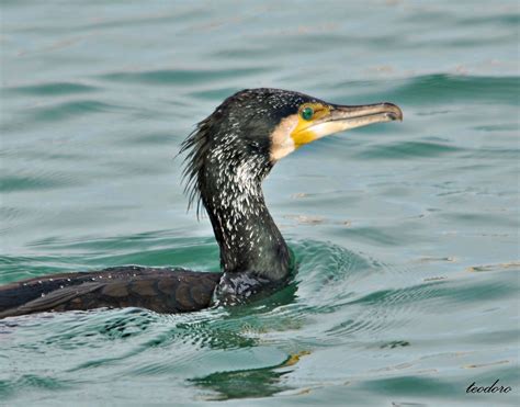 Corvo Marinho De Faces Brancas Phalacrocorax Carbo Flickr