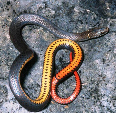 Are Ringneck Snakes Poisonous To Dogs