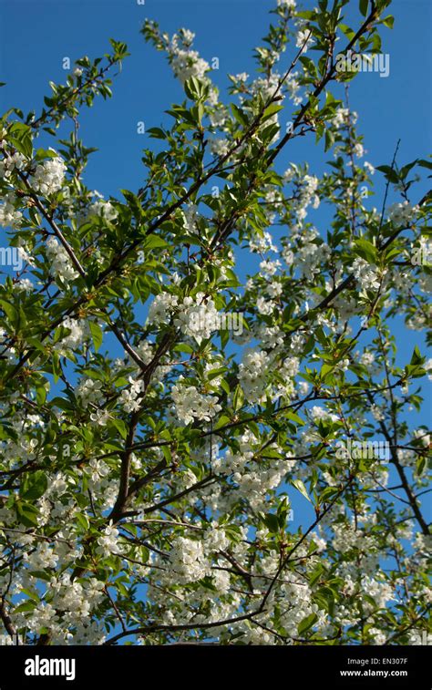 Branches Of Sour Cherry Prunus Cerasus In Colors Stock Photo Alamy