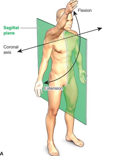 Kinesiology Exam 1 Flashcards Quizlet