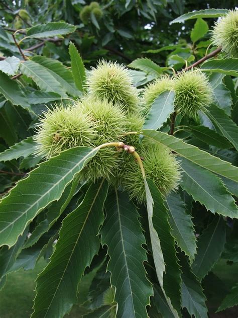 Sweet Chestnut Tree - Free photo on Pixabay - Pixabay