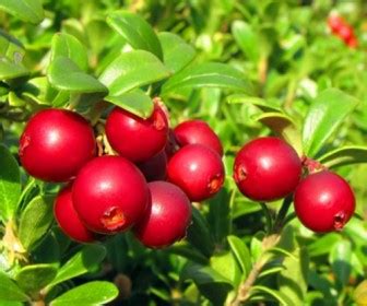 Саженцы брусники Купить