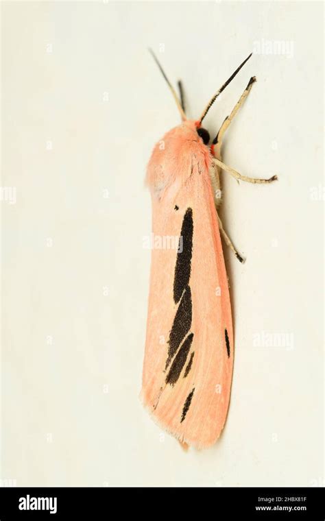 Lateral Of Streaked Tiger Moth Creatonotos Gangis Distribution India