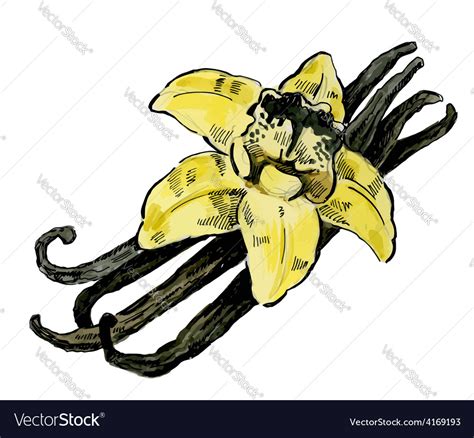 Vanilla Flower Royalty Free Vector Image VectorStock